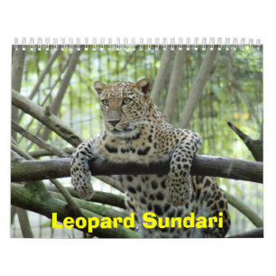 Calendrier Mural LeopardSundari_008, léopard Sundari