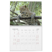 Calendrier Mural LeopardSundari_008, léopard Sundari (Feb 2026)