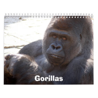 Calendrier Mural Les gorilles classent, des gorilles