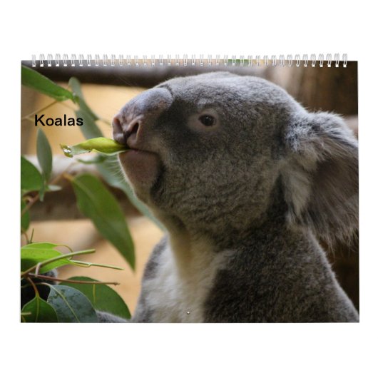 Calendrier Mural Les Koalas (Protection)