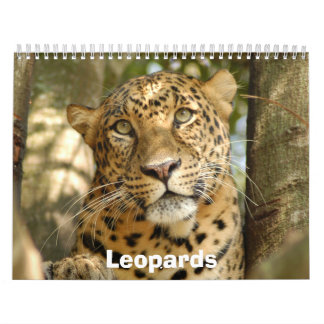 Calendrier Mural Les léopards classent, des léopards