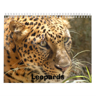 Calendrier Mural Les léopards classent, des léopards