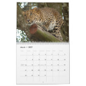 Calendrier Mural Les léopards classent, des léopards (Mar 2027)