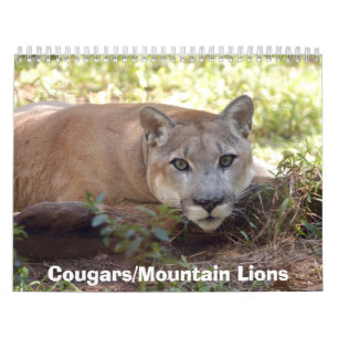 Calendrier Mural Les pumas classent, des pumas/pumas