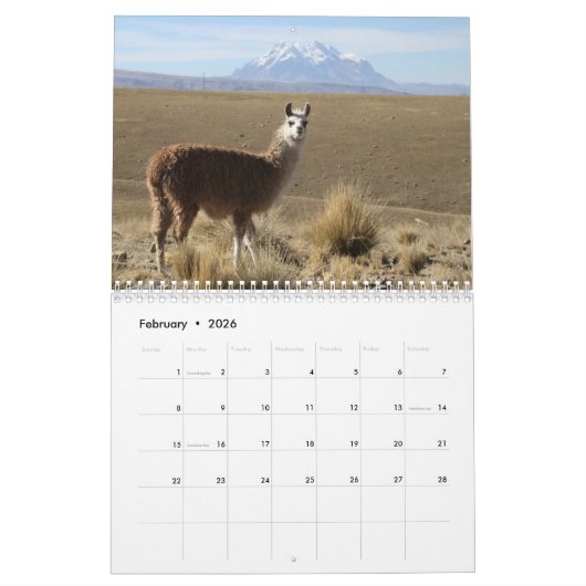 Calendrier Mural Llamas sauvages et Alpacas (Feb 2026)