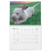 Calendrier Mural Luna le chiot abandonné sauvé (Feb 2026)