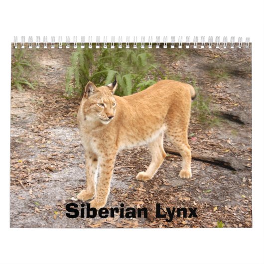 Calendrier Mural lynx sibérien 034, Sibérien Lynx (Protection)
