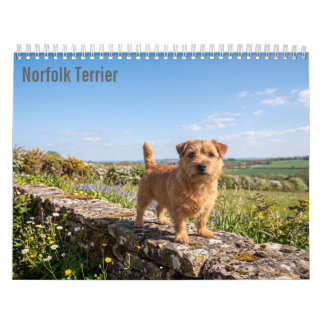 Calendrier mural Norfolk Terrier 2027