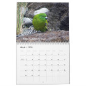 Calendrier Mural Oiseaux de la Nouvelle Zélande (Mar 2026)