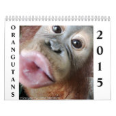 Calendrier Mural Orangs-outans (Protection)