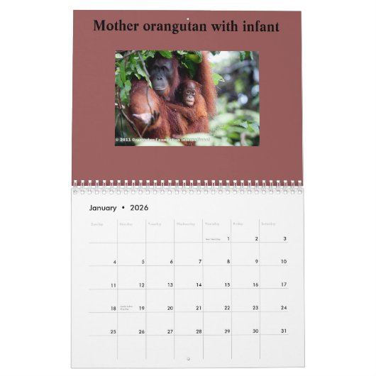 Calendrier Mural Orangs-outans dans la forêt tropicale (Jan 2026)