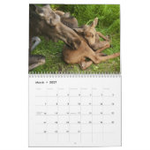Calendrier Mural Orignaux de bébé (Mar 2027)