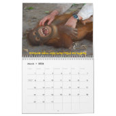 Calendrier Mural Orphelins d'orang-outan (Mar 2026)