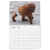 Calendrier Mural Orphelins d'orang-outan (Feb 2026)