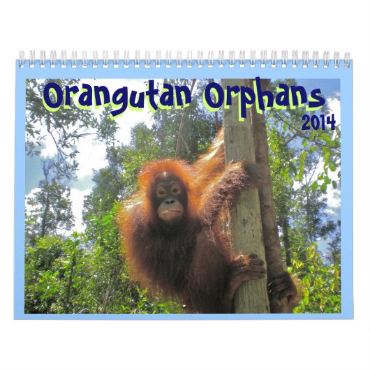 Calendrier Mural Orphelins d'orang-outan (Protection)