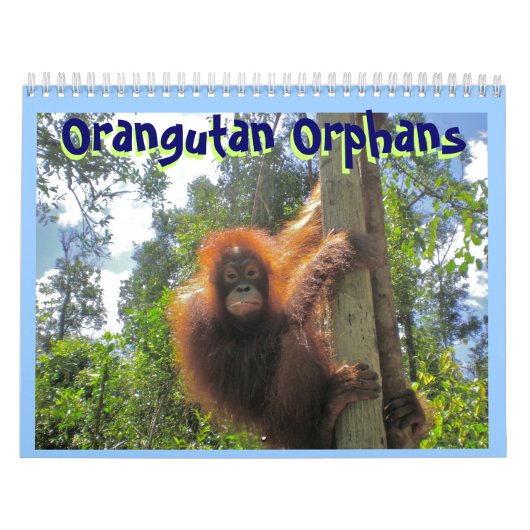 Calendrier Mural Orphelins d'orang-outan (Protection)