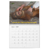 Calendrier Mural Orphelins d'orang-outan (Mar 2027)
