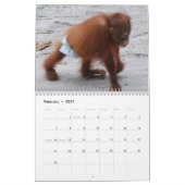 Calendrier Mural Orphelins d'orang-outan (Feb 2027)