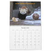 Calendrier Mural P8310607, Aimez ces Pandas Rouges !, ... -Personna (Jan 2026)