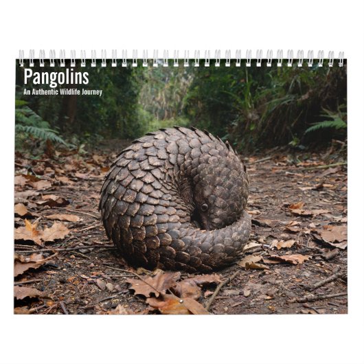 Calendrier mural Pangolins 2027 (Protection)
