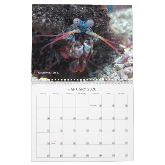 Calendrier Mural "Pas plus de Megafauna charismatique !" - (Jan 2026)