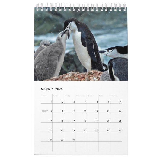 Calendrier Mural Pingouin-Pedia : Pingouins du monde (Mar 2026)