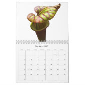 Calendrier Mural Plantes carnivores (Jan 2027)