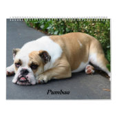 Calendrier Mural Pumbaa (Protection)