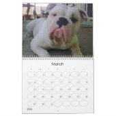 Calendrier Mural Pups BullDog (Mar 2026)