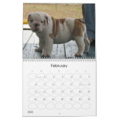 Calendrier Mural Pups BullDog (Feb 2026)
