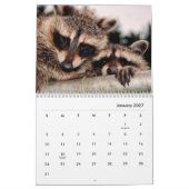 Calendrier mural Raccoons (Jan 2027)
