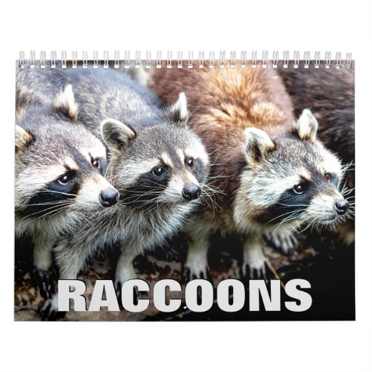 Calendrier mural Raccoons (Protection)