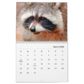 Calendrier mural Raccoons (Mar 2026)