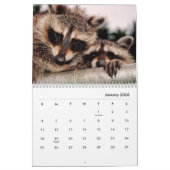Calendrier mural Raccoons (Jan 2026)