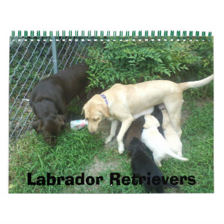 Calendrier Mural Récupérateurs Labrador