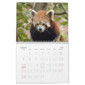 Calendrier Mural red-panda-005, panda rouge (Mar 2027)