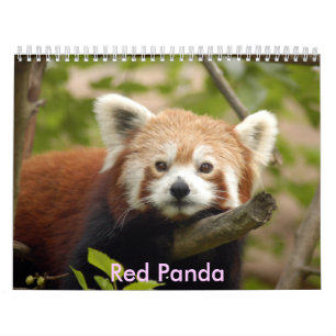 Calendrier Mural red-panda-005, panda rouge