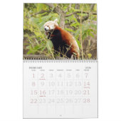 Calendrier Mural red-panda-005, panda rouge (Feb 2026)