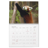 Calendrier Mural red-panda-005, panda rouge (Jan 2026)