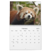 Calendrier Mural red-panda-010, panda rouge (Feb 2027)