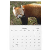 Calendrier Mural red-panda-010, panda rouge (Jan 2027)