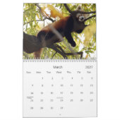 Calendrier Mural red-panda-010, panda rouge (Mar 2027)
