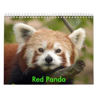 Calendrier Mural red-panda-010, panda rouge