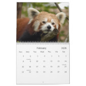 Calendrier Mural red-panda-010, panda rouge (Feb 2026)