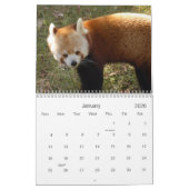 Calendrier Mural red-panda-010, panda rouge (Jan 2026)