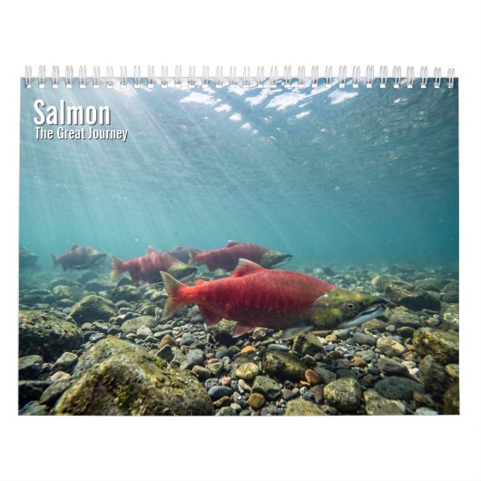 Calendrier mural Saumon 2027 (Protection)