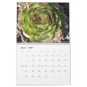 Calendrier Mural Sempervivum et Jovibarba (Mar 2027)