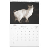 Calendrier Mural Sepia Kitty Chats pour animaux de compagnie Lover  (Feb 2027)