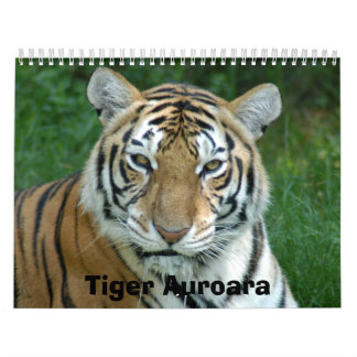 Calendrier Mural Tiger_Aroara012, tigre Auroara
