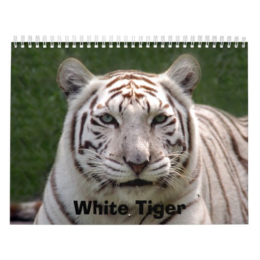 Calendrier Mural Tigre blanc 3949e, tigre blanc (Protection)